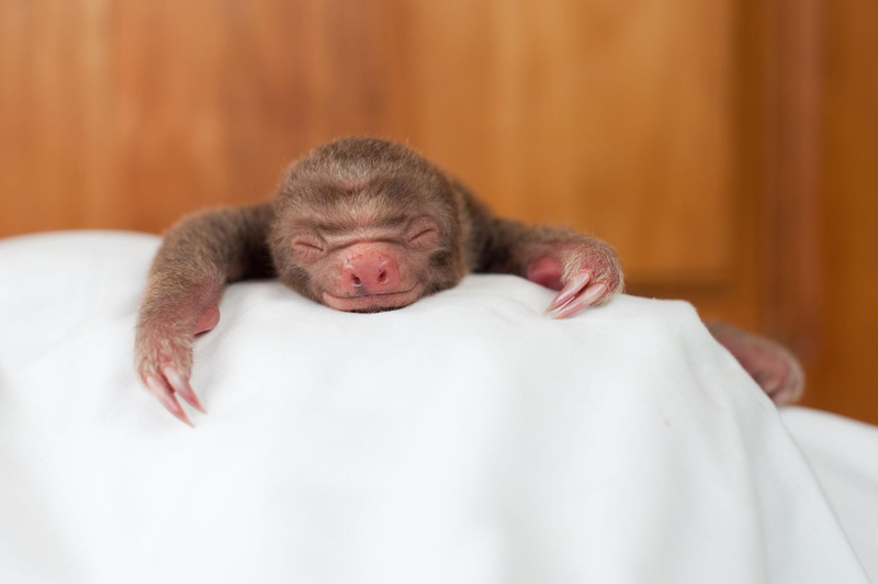 Illustration for article titled "Unbelievably Cute Pictures of Rescued Baby Sloths"